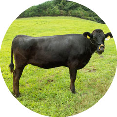 経産黒毛和牛